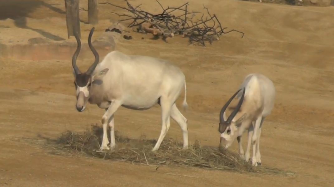 Addax Antelopes